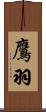 鷹羽 Scroll