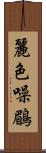 麗色噪鶥 Scroll