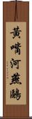 黃嘴河燕鷗 Scroll