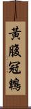 黃腹冠鵯 Scroll