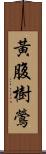 黃腹樹鶯 Scroll