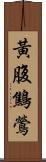 黃腹鷦鶯 Scroll