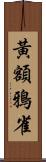 黃額鴉雀 Scroll