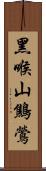黑喉山鷦鶯 Scroll