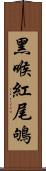 黑喉紅尾鴝 Scroll