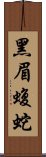 黑眉蝮蛇 Scroll