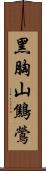 黑胸山鷦鶯 Scroll