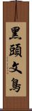 黑頭文鳥 Scroll