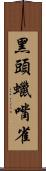 黑頭蠟嘴雀 Scroll