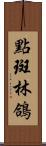 點斑林鴿 Scroll