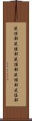 鼠径部 Scroll
