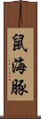 鼠海豚 Scroll