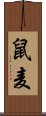 鼠麦 Scroll