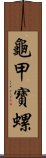 龜甲寶螺 Scroll