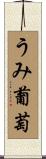 うみ葡萄 Scroll