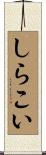 しらこい Scroll
