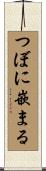 つぼに嵌まる Scroll