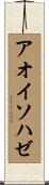 アオイソハゼ Scroll