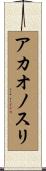 アカオノスリ Scroll
