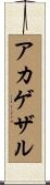 アカゲザル Scroll