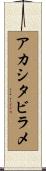 アカシタビラメ Scroll