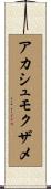 アカシュモクザメ Scroll