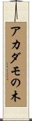 アカダモの木 Scroll