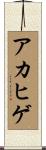 アカヒゲ Scroll