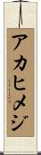 アカヒメジ Scroll
