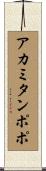 アカミタンポポ Scroll