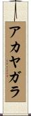 アカヤガラ Scroll