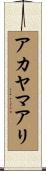 アカヤマアリ Scroll