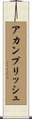 アカンプリッシュ Scroll