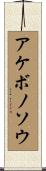 アケボノソウ Scroll