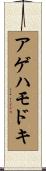 アゲハモドキ Scroll
