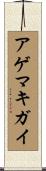 アゲマキガイ Scroll