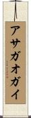アサガオガイ Scroll