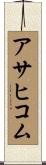 アサヒコム Scroll