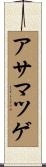 アサマツゲ Scroll