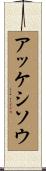 アッケシソウ Scroll