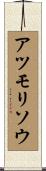 アツモリソウ Scroll