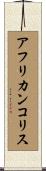 アフリカンコリス Scroll