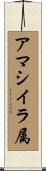 アマシイラ属 Scroll