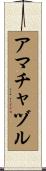 アマチャヅル Scroll