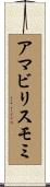 アマビリスモミ Scroll