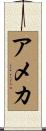 アメカ Scroll