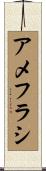 アメフラシ Scroll
