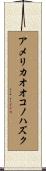 アメリカオオコノハズク Scroll