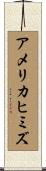 アメリカヒミズ Scroll