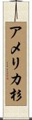 アメリカ杉 Scroll